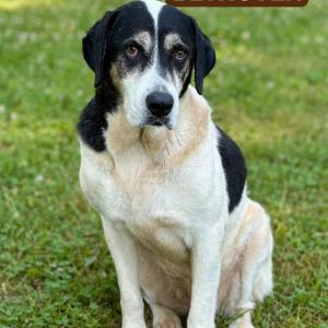 Imagem da notícia AMIGUINHOS DE 4 PATAS DISPONÍVEIS PARA ADOÇÃO RESPONSÁVEL