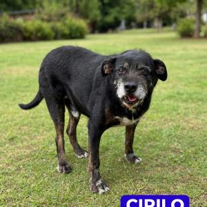 Imagem da notícia AMIGUINHOS DE 4 PATAS DISPONÍVEIS PARA ADOÇÃO RESPONSÁVEL