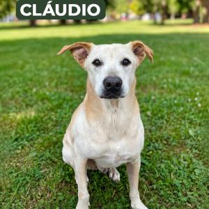 Imagem da notícia AMIGUINHOS DE 4 PATAS DISPONÍVEIS PARA ADOÇÃO RESPONSÁVEL