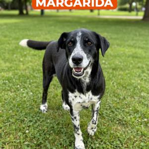 Imagem da notícia AMIGUINHOS DE 4 PATAS DISPONÍVEIS PARA ADOÇÃO RESPONSÁVEL