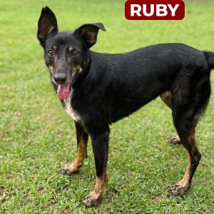 Imagem da notícia AMIGUINHOS DE 4 PATAS DISPONÍVEIS PARA ADOÇÃO RESPONSÁVEL