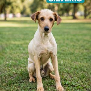 Imagem da notícia AMIGUINHOS DE 4 PATAS DISPONÍVEIS PARA ADOÇÃO RESPONSÁVEL
