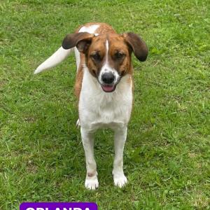 Imagem da notícia AUMIGUINHOS DE 4 PATAS DISPONÍVEIS PARA ADOÇÃO RESPONSÁVEL