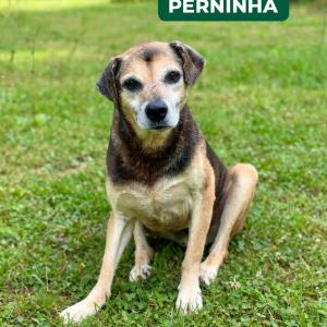 Imagem da notícia AUMIGUINHOS DE 4 PATAS DISPONÍVEIS PARA ADOÇÃO RESPONSÁVEL
