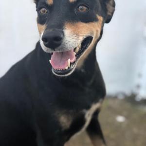 Imagem da notícia 120 animais são adotados no Canil Municipal de Jahu