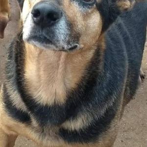 Imagem da notícia 120 animais são adotados no Canil Municipal de Jahu