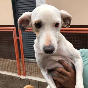 Imagem da notícia 120 animais são adotados no Canil Municipal de Jahu