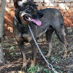 Imagem da notícia Secretaria de Proteção e Direitos dos Animais promove segunda campanha de adoção