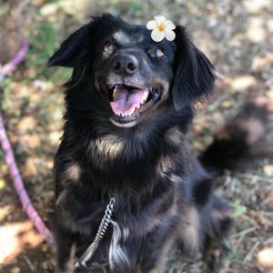 Imagem da notícia Secretaria de Proteção e Direitos dos Animais promove segunda campanha de adoção