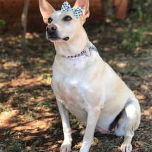 Imagem da notícia Secretaria de Proteção e Direitos dos Animais promove segunda campanha de adoção
