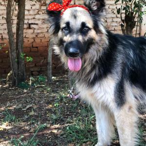 Imagem da notícia Secretaria de Proteção e Direitos dos Animais promove segunda campanha de adoção