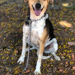 Imagem da notícia Secretaria de Proteção e Direitos dos Animais promove segunda campanha de adoção
