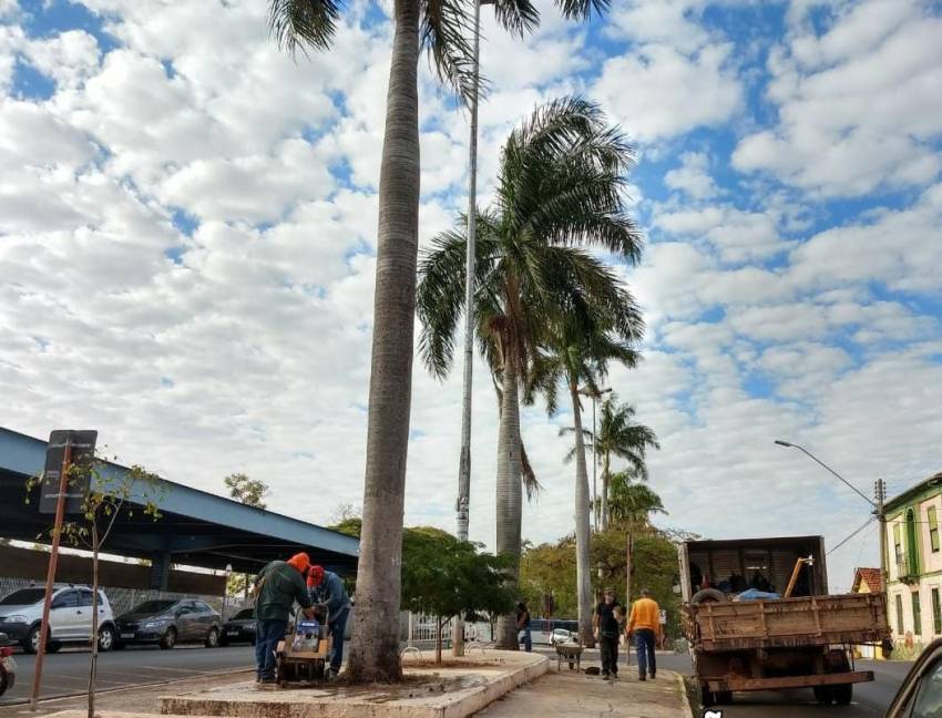 RECORTE EM CALÇAMENTO PARA PROTEGER PALMEIRAS