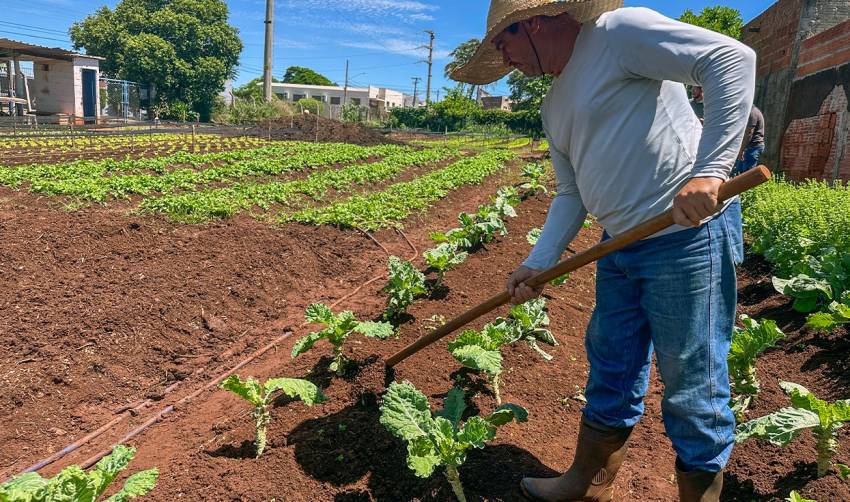 HORTAS MUNICIPAIS: VENDA DE PRODUTOS NESTA TERÇA (26/08)
