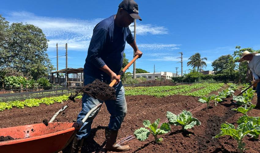 HORTAS MUNICIPAIS: VENDA DE PRODUTOS NESTA TERÇA (23/09)