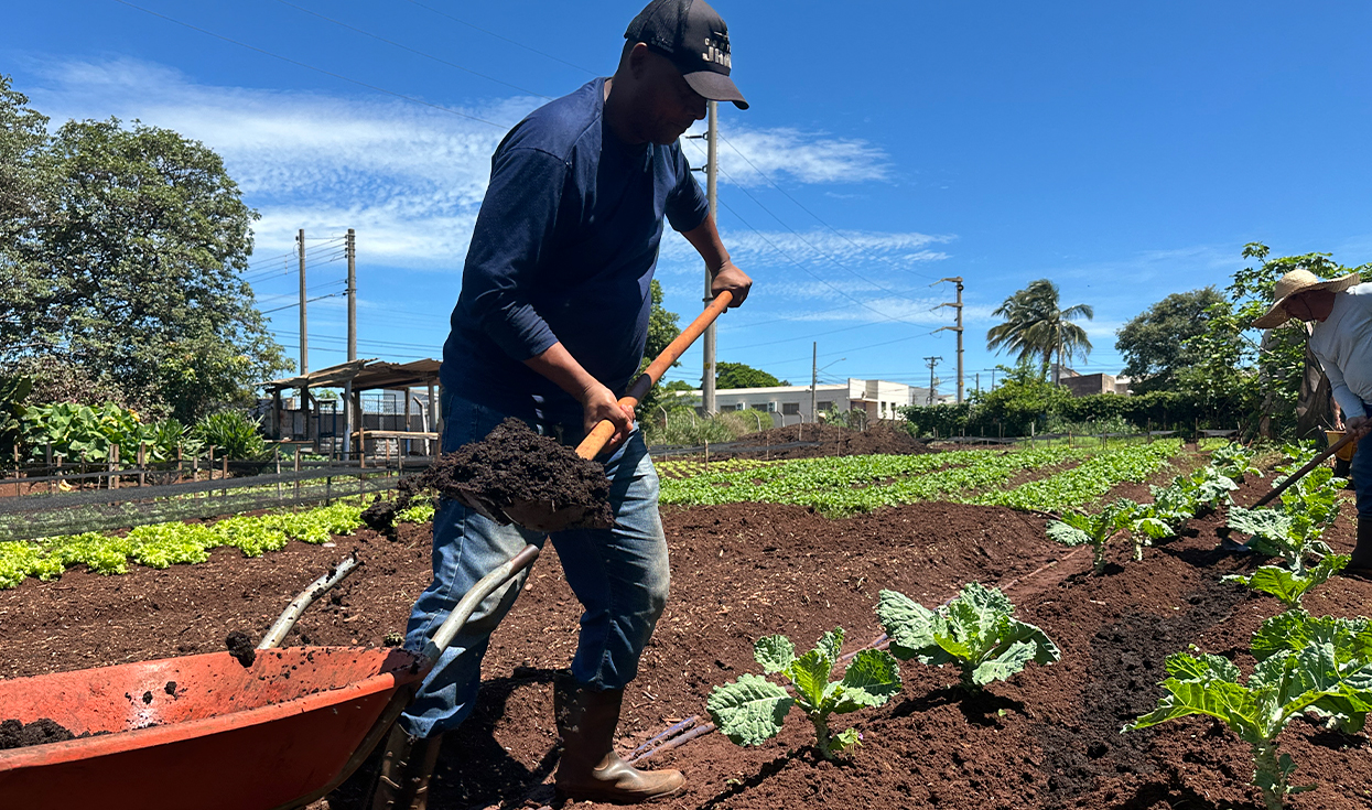 HORTAS MUNICIPAIS: VENDA DE PRODUTOS NESTA TERÇA-FEIRA (04/11)