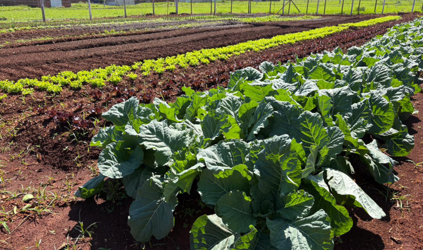 HORTAS MUNICIPAIS: VENDA DE PRODUTOS NESTA QUINTA-FEIRA (08/01)