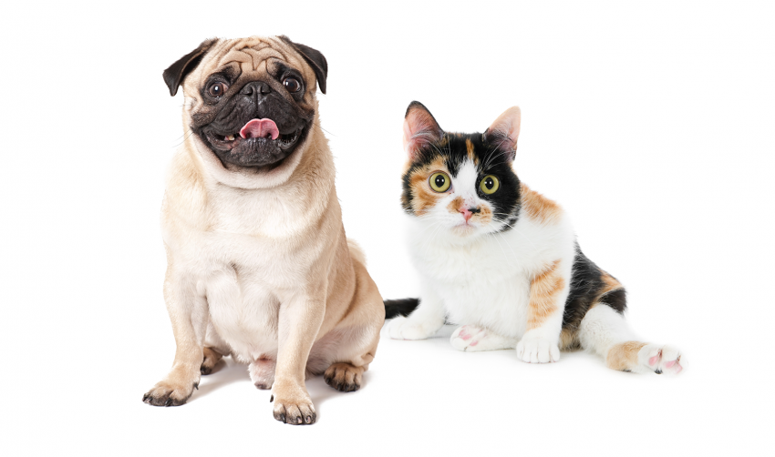 CASTRAMÓVEL: VACINAÇÃO CONTRA RAIVA NA PRÓXIMA SEMANA