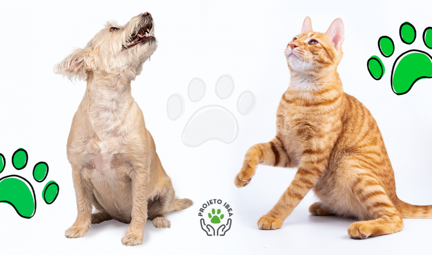 VEM AÍ MAIS UM MUTIRÃO DE CASTRAÇÃO