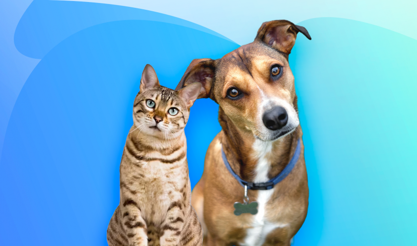 INSCRIÇÃO PARA CASTRAÇÃO DE CÃES E GATOS: APROVEITE AS ÚLTIMAS VAGAS!