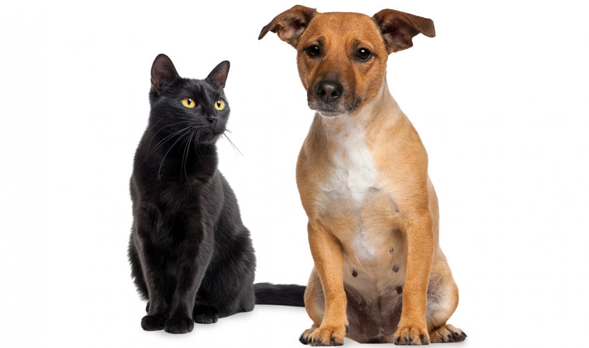 VACINAÇÃO CONTRA RAIVA NA PRÓXIMA SEMANA