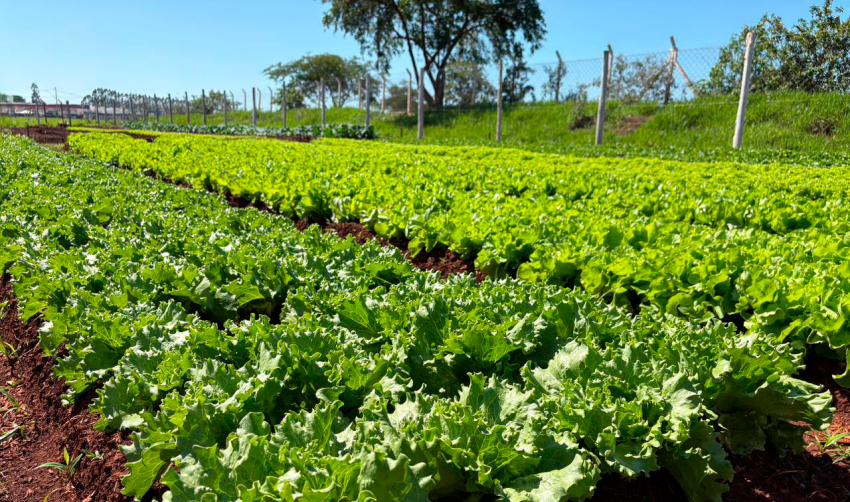 HORTAS MUNICIPAIS: VENDA DE PRODUTOS NESTA TERÇA-FEIRA (24/02)