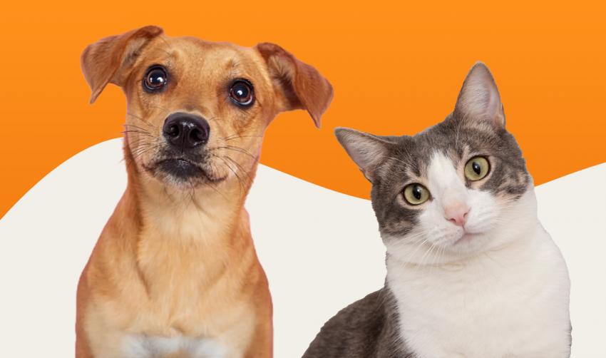 MUTIRÃO DE CASTRAÇÃO NESTE SÁBADO (28) É NO GINÁSIO DE ESPORTES DR. FLÁVIO DE MELLO