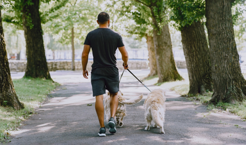 BOA CAMINHADA COM OS PETS COMEÇA COM BOA CONVIVÊNCIA