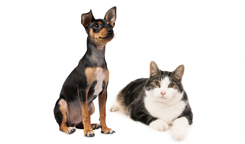 CASTRAMÓVEL VACINA CÃES E GATOS ATÉ QUARTA-FEIRA (29)