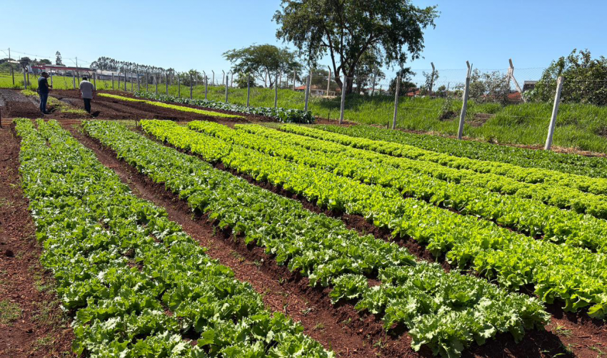 HORTAS MUNICIPAIS: VENDA DE PRODUTOS NESTA QUINTA-FEIRA (06/08)