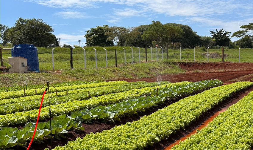 HORTAS MUNICIPAIS: VENDA DE PRODUTOS NESTA QUINTA-FEIRA (13/08)
