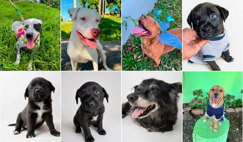 A FELICIDADE TEM 4 PATAS E UM NOME 
