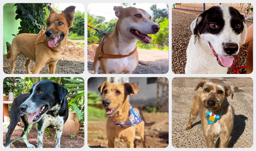 RECEITA DE FELICIDADE: UM PET E MUITO AMOR
