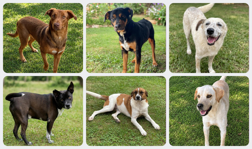 AMIGUINHOS DE 4 PATAS DISPONÍVEIS PARA ADOÇÃO RESPONSÁVEL
