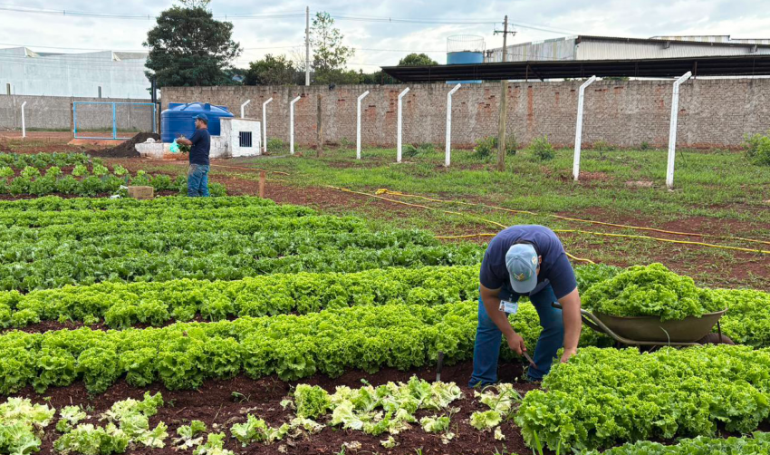 HORTAS MUNICIPAIS: VENDA DE PRODUTOS NESTA QUINTA-FEIRA (01/10)