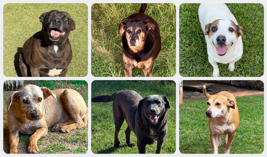 CONHEÇA ALGUNS CÃES QUE ESPERAM POR UMA ADOÇÃO RESPONSÁVEL 