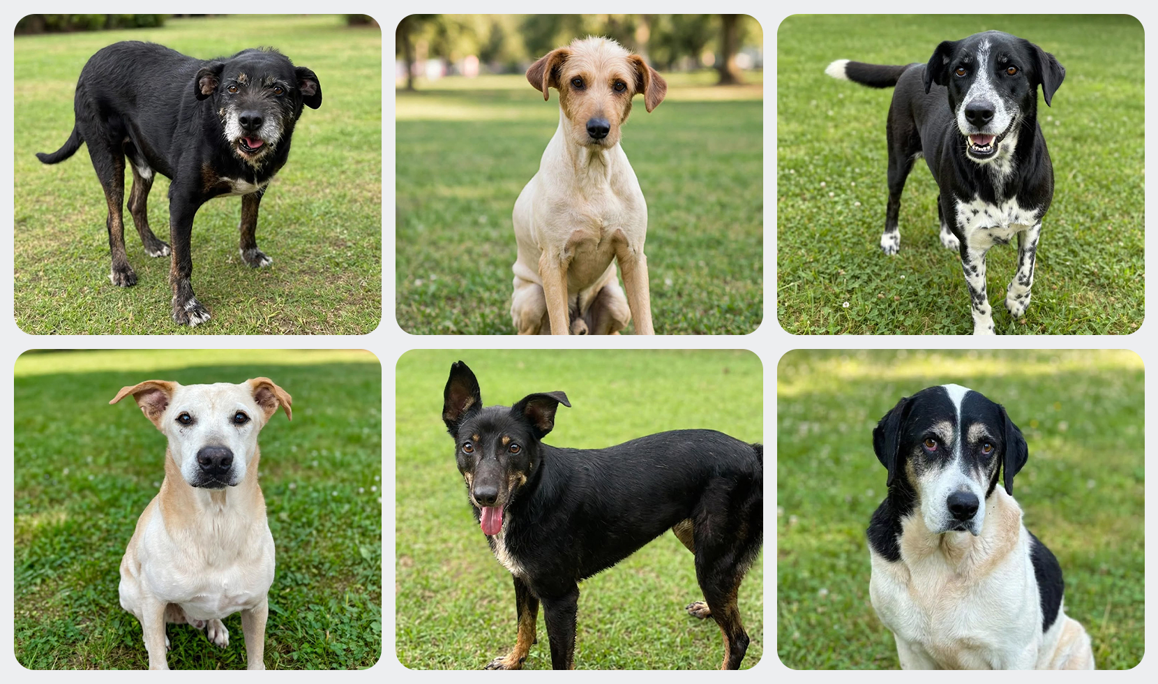 AMIGUINHOS DE 4 PATAS DISPONÍVEIS PARA ADOÇÃO RESPONSÁVEL