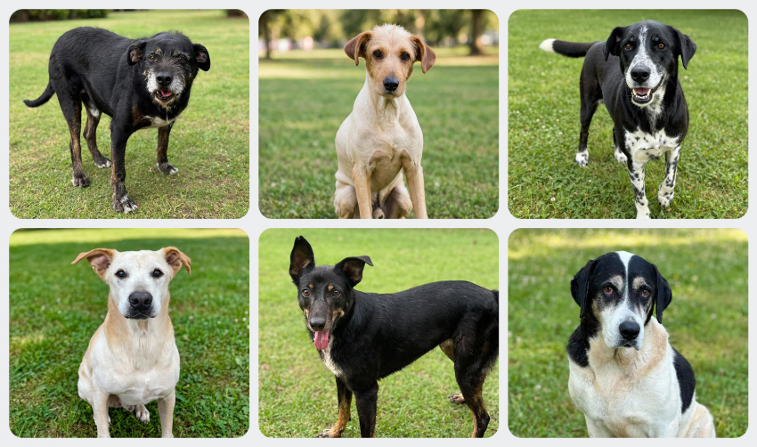 AMIGUINHOS DE 4 PATAS DISPONÍVEIS PARA ADOÇÃO RESPONSÁVEL