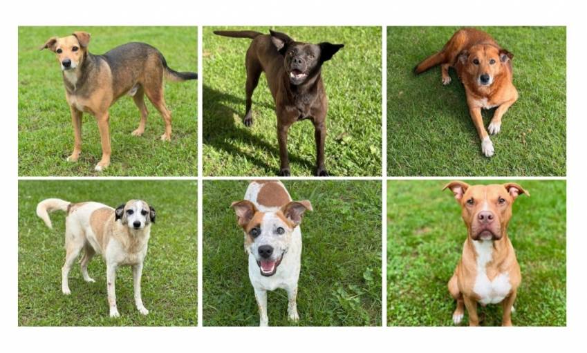 AUMIGUINHOS DE 4 PATAS DISPONÍVEIS PARA ADOÇÃO RESPONSÁVEL