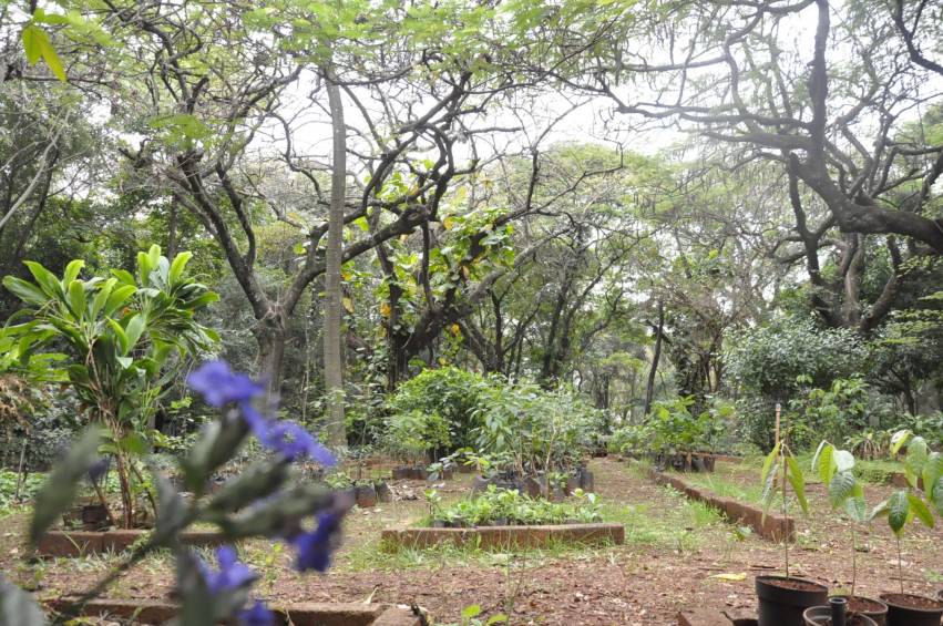 Projeto Menor Aprendiz (CIEE) visita Horto Florestal Municipal em comemoração ao dia Mundial do Meio Ambiente