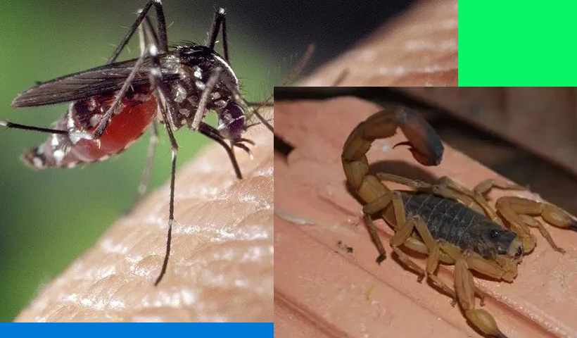 Prefeitura de Jahu solicita auxílio no combate ao escorpião e ao Aedes Aegypti