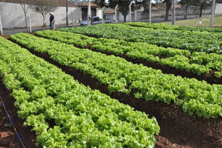 Hortas Municipais: produtos à venda nesta terça-feira, 15/01
