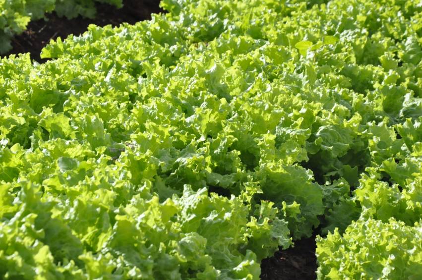 Produtos à venda nas hortas municipais nesta terça-feira, 23/07