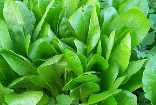 Hortas Municipais: produtos à venda nesta terça-feira, 24/03