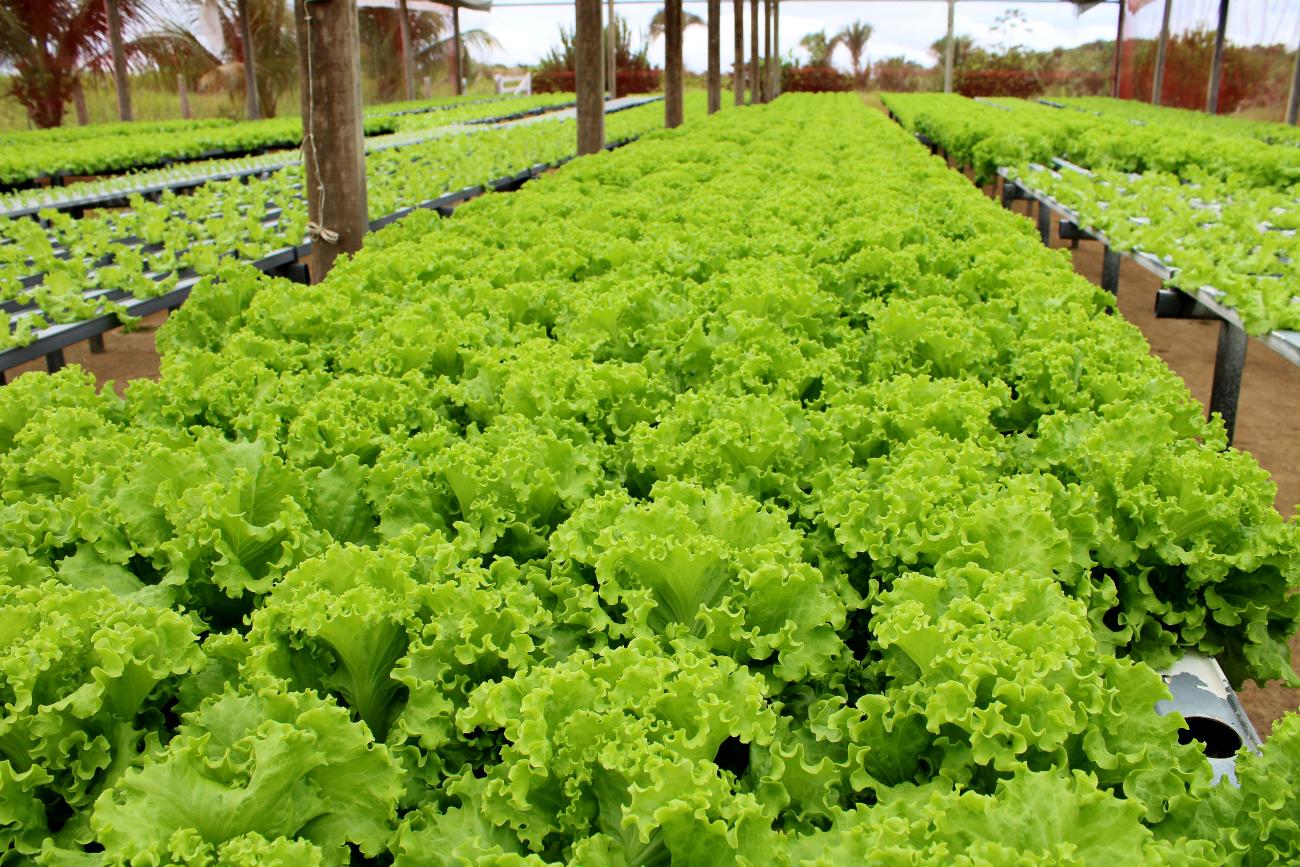 Hortas Municipais: produtos à venda nessa terça-feira, 23/03