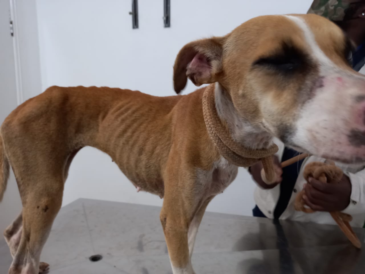 SECRETARIA RESGATA CÃES EM SITUAÇÃO DE MAUS-TRATOS